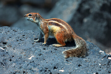 Barbary ground squirrel standing on a rocky surface. Rodent has a distinctive appearance with a striped pattern on its back, featuring white and brown stripes. Animal in its natural habitat
