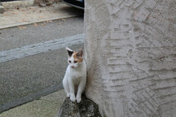 Chat blanc errant photographié dans la rue