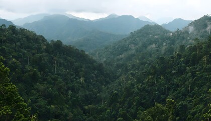 Fototapeta premium Dense Tropical Rainforests of the Cardamom Mountains