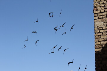 Birds flying in the sky near ancient structures, symbolizing freedom and peace around historical Middle Eastern architecture.