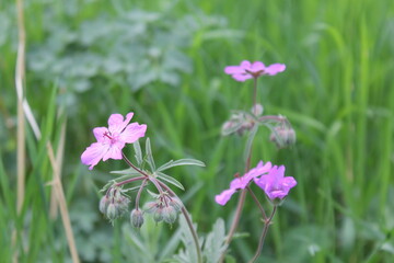 A close-up of a small purple flower surrounded by green grass, highlighting nature�s intricate beauty and details.