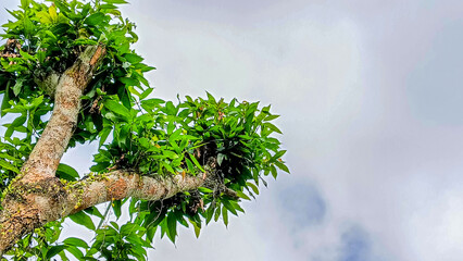 A vibrant tree with fresh green leaves reaches into an overcast sky, creating a contrast between nature's vitality and a moody atmospheric backdrop, perfect for environmental themes.