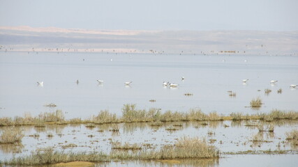 Calm lake with surrounding plants, showcasing the untouched beauty of the wild landscape.