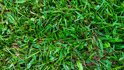A vibrant close-up of fresh green grass with visible dew droplets, showcasing nature's textures and lush greenery, perfect for environmental, gardening, or natural themes.