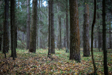 Obraz premium Blurred Forest Pathway. Autumn Leaves and Colors
