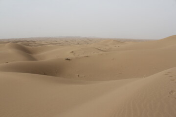 Wide expanse of sand dunes in the open desert, showing the vast and untouched beauty of the landscape.