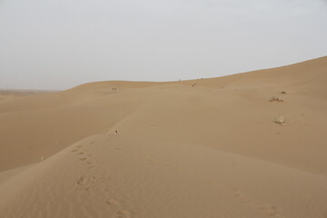 Smooth, undulating sand dunes stretch under a cloudless sky, capturing the essence of desert solitude.