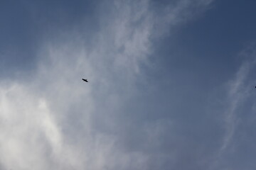 Overcast sky with birds flying high, illustrating a moody and atmospheric natural scene.