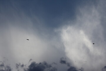 Birds flying in a cloudy, overcast sky, showing nature�s raw beauty and freedom.