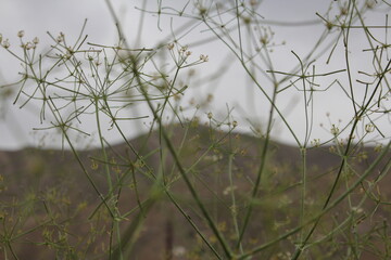 Green plant stems with mountainous backdrop, illustrating the beauty of nature�s simple details.