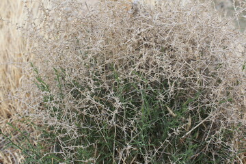 A dry, grassy plant with thin stems, representing the simple yet beautiful elements of nature.