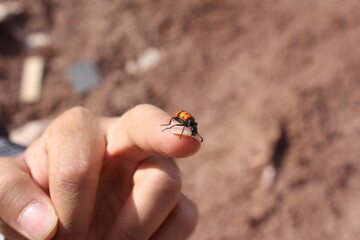 Small insect on a person's hand, showcasing the contrast between life and the harsh desert environment.