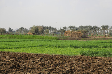 Crops in the fields
