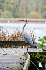heron by the water