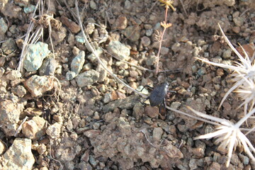Close-up of dry, rocky ground with sparse vegetation, depicting nature�s resilience in a challenging terrain.