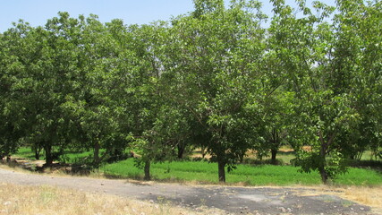 Lush green orchard with tall trees, symbolizing natural abundance and peaceful rural lifestyle.