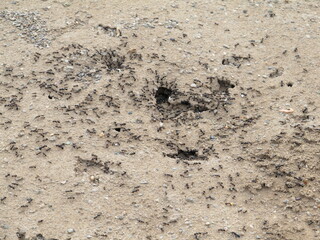 Dry desert soil with cracks, showing the effects of arid climate and drought.