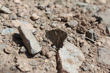 Close-up of dry, cracked soil with scattered rocks, showing harsh desert conditions.