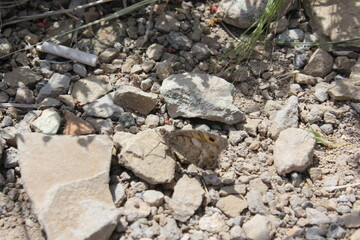 Close-up of desert rocks and sand, highlighting the rough and dry conditions.