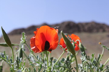 A vibrant field of blooming red poppies with mountains and blue skies creating a scenic spring landscape.