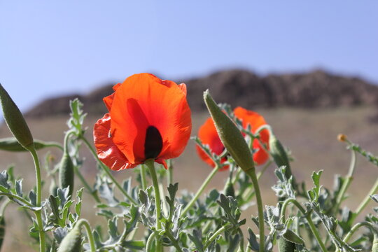 Close-up of red poppies on a green field, with mountains visible in the background on a sunny day. - Powered by Adobe