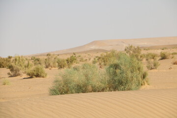 Sparse vegetation in sandy desert landscape, showcasing nature�s minimalistic beauty and adaptation to harsh climates.