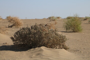 Desert shrub growing in barren sandy land, symbolizing survival and resilience.