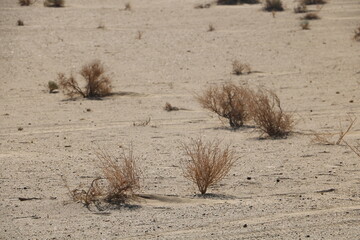 Isolated desert plants growing in sandy terrain, representing endurance and resilience in harsh conditions.