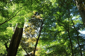 Fototapeta premium 本土寺