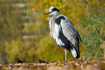 grey heron standing on one leg on the autumn leaves on a sunny day