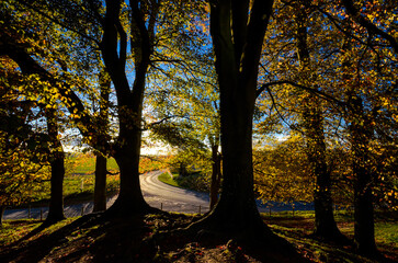 Fototapeta premium Landschaft mit Bäumen im Gegenlicht