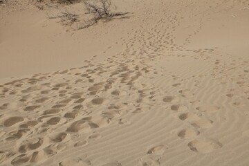 Vast sand dune landscape with rolling shapes and shadows.