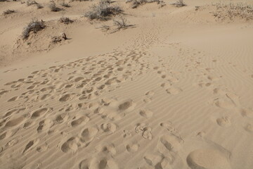 Golden sand dunes under the sun with unique patterns formed by the wind.
