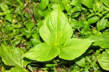 Nature