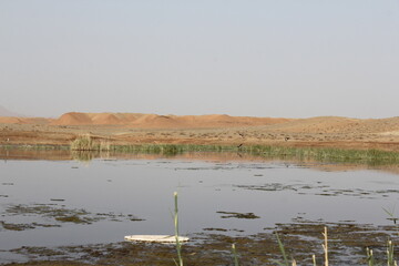 Large wetland area with floating vegetation and reeds supporting a wide variety of aquatic species