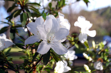 Obraz premium White tree blossoms create a stunning floral display