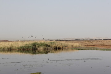 Birds soaring above a still lake surrounded by reeds under a vast, open sky in a quiet landscape.