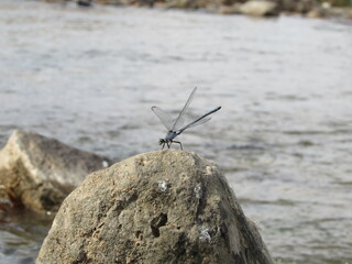 Close-up of a dragonfly perched on a rock by the water, highlighting detail in nature's beauty.