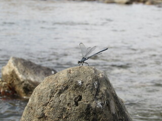Dragonfly resting on a rock near water, emphasizing stillness and beauty in the natural world.