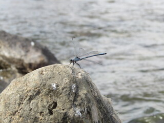A dragonfly sitting on a rock by the lake, illustrating the harmony of nature�s small wonders.