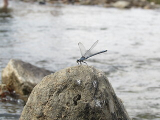A dragonfly perched by the water on a rocky surface, reflecting the beauty of small creatures.