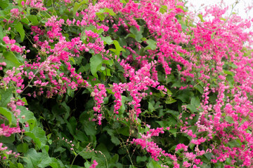 Nature Polygonaceae Family Antigonon genus of flowering plants in the buckwheat family