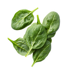 Fototapeta premium Fresh green spinach leaves isolated on transparent background - healthy vegan food.
