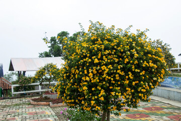 single tree with dense yellow lantana flowers in outdoor garden with block paving floor