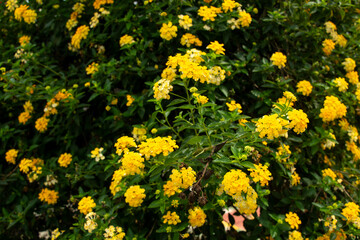 Lantana camara flower nature background