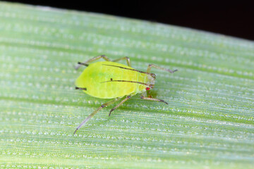 English grain aphid (Sitobion avenae) wingless nymph on barley stem with black background.