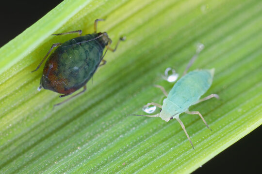 Oat aphids, Rhopalosiphum padi (left) and Russian wheat aphid, Diuraphis noxia (right) on barley leaf.
