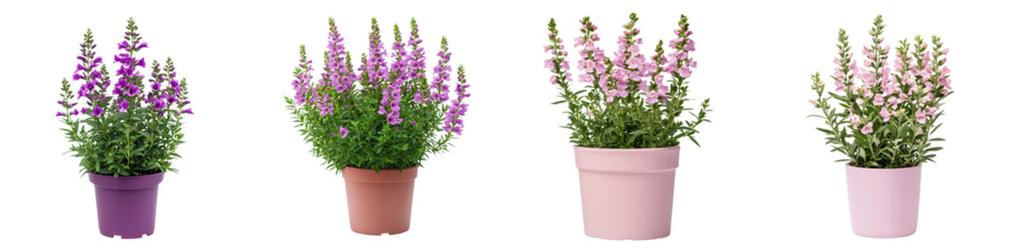 Angelonia Flowers Potted on White Background