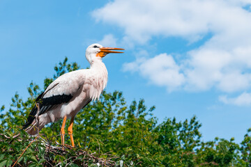 stork nest wild bird animal theme wilderness scene blue sky cloudscape background in idyllic summer colors