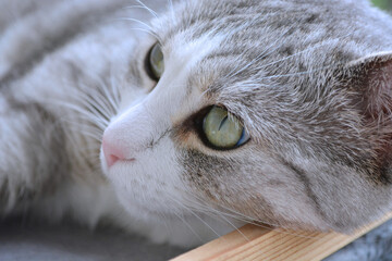 oczy kota  © Tomasz Klaput